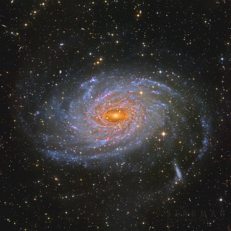 The Pavo Galaxy